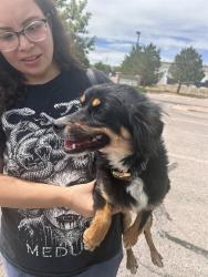 Shelter Stray Female Dog last seen Near BLOCK W US HWY 50 HWY, PUEBLO CO 81008, 4600 Eagleridge Pl, Pueblo, CO 81008, USA