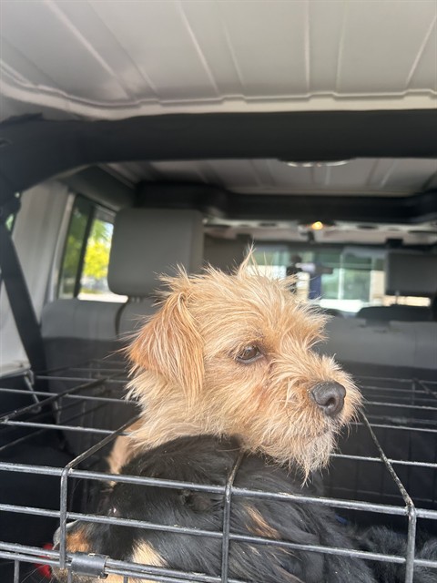 Shelter Stray Unknown Dog last seen Near BLOCK W US HWY 50 HWY, PUEBLO CO 81008, 4600 Eagleridge Pl, Pueblo, CO 81008, USA