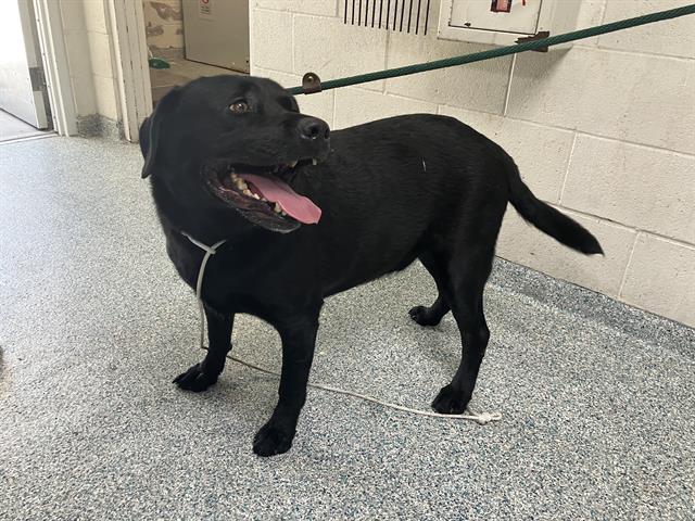 Shelter Stray Male Dog last seen Near BLK MILLMARK AVE LONG BEACH CA 90805, 7700 E Spring St, Long Beach, CA 90815, USA