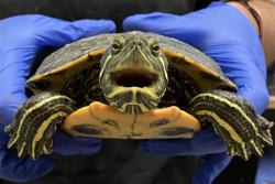 Shelter Stray Female Reptile last seen Near BLOCK BLCK CLARK AVE, LONG BEACH, CA 90815, 7700 E Spring St, Long Beach, CA 90815, USA