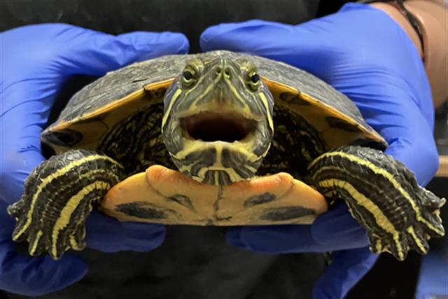 Shelter Stray Female Reptile last seen Near BLOCK BLCK CLARK AVE, LONG BEACH, CA 90815, 7700 E Spring St, Long Beach, CA 90815, USA