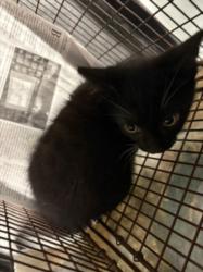 Shelter Stray Male Cat last seen , West Valley Animal Shelter, 20655 Plummer St, Chatsworth, CA 91311, USA