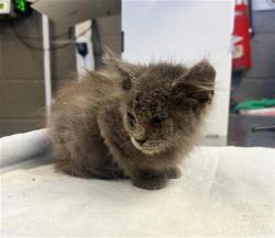 Shelter Stray Male Cat last seen , 11258 Garfield Ave, Downey, CA 90242, USA