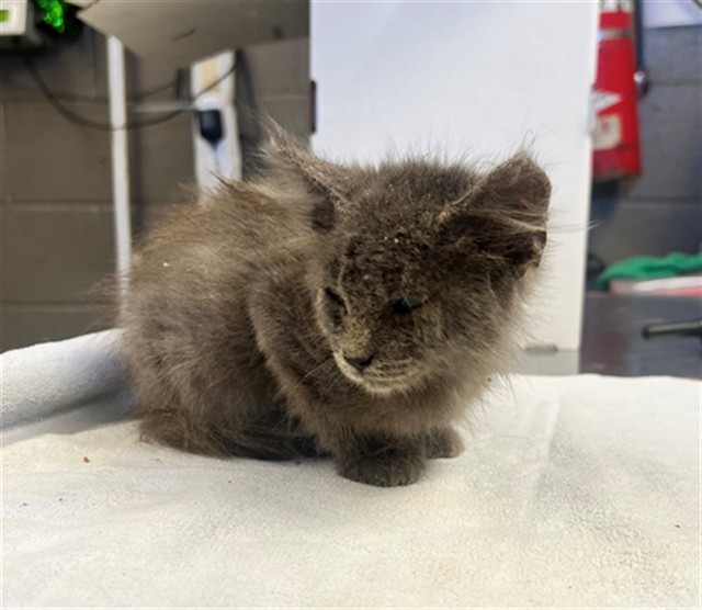 Shelter Stray Male Cat last seen , 11258 Garfield Ave, Downey, CA 90242, USA