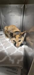 Shelter Stray Female Cat last seen , West Valley Animal Shelter, 20655 Plummer St, Chatsworth, CA 91311, USA