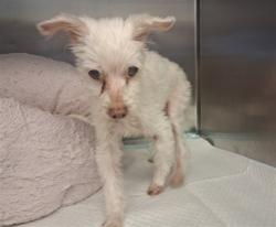 Shelter Stray Male Dog last seen , 216 W Victoria St, Gardena, CA 90248, USA