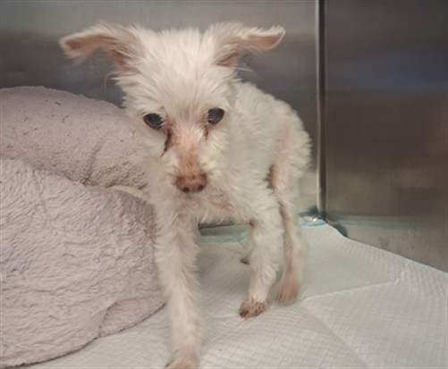 Shelter Stray Male Dog last seen , 216 W Victoria St, Gardena, CA 90248, USA