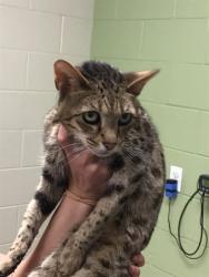 Shelter Stray Female Cat last seen Near BLOCK MONROE WAY, 12155 Park Blvd, Brighton, CO 80601, USA