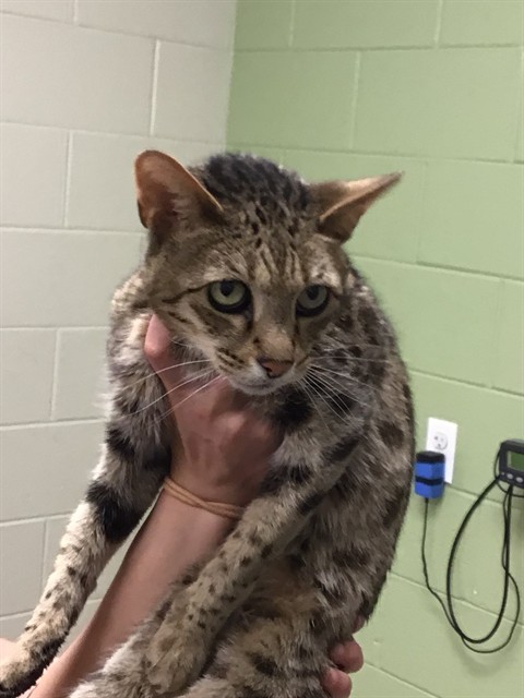 Shelter Stray Female Cat last seen Near BLOCK MONROE WAY, 12155 Park Blvd, Brighton, CO 80601, USA