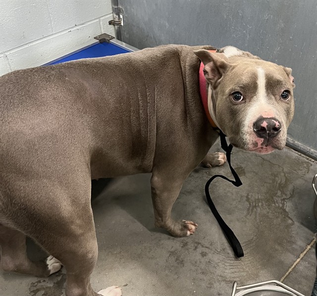 Shelter Stray Female Dog last seen LAKE EUSTIS VILLAGE LEESBURG, 12280 County Rd 448, Tavares, FL 32778, USA