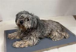 Shelter Stray Male Dog last seen , 38550 Sierra Hwy, Palmdale, CA 93550, USA