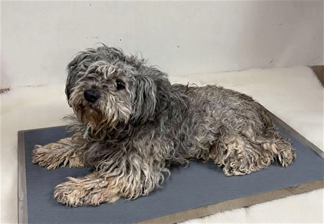 Shelter Stray Male Dog last seen , 38550 Sierra Hwy, Palmdale, CA 93550, USA