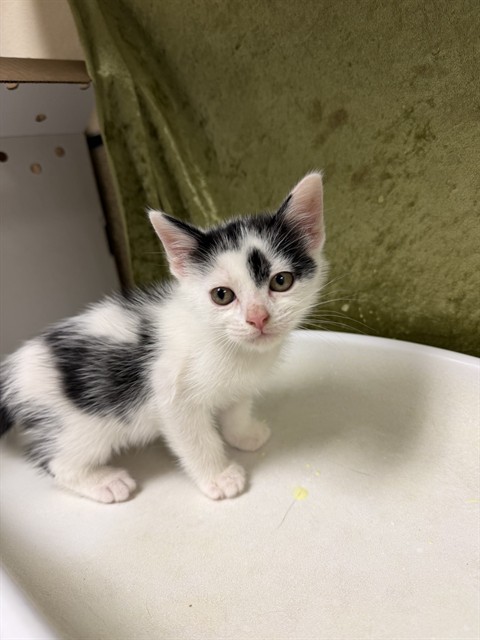 Shelter Stray Male Cat last seen Near BLOCK KINGSBURY PL, RIVERSIDE CA 92503, 6851 Van Buren Boulevard, Jurupa Valley, CA 92509, USA