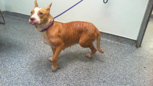 Shelter Stray Female Dog last seen CHARLOTTE, 8315 Byrum Dr, Charlotte, NC 28217, USA