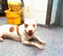 Shelter Stray Unknown Dog last seen CHARLOTTE, 8315 Byrum Dr, Charlotte, NC 28217, USA