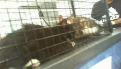 Shelter Stray Unknown Cat last seen CHARLOTTE, 8315 Byrum Dr, Charlotte, NC 28217, USA