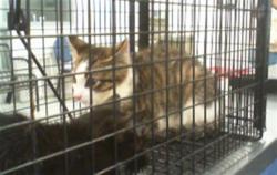 Shelter Stray Unknown Cat last seen CHARLOTTE, 8315 Byrum Dr, Charlotte, NC 28217, USA