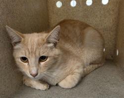 Shelter Stray Male Cat last seen Near BLOCK MENIFEE RD, SUN CITY CA 92585, San Jacinto, CA 92582, USA
