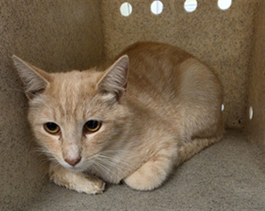 Shelter Stray Male Cat last seen Near BLOCK MENIFEE RD, SUN CITY CA 92585, San Jacinto, CA 92582, USA