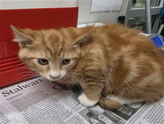 Shelter Stray Male Cat last seen Near BLOCK MENIFEE RD, SUN CITY CA 92585, San Jacinto, CA 92582, USA