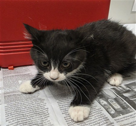 Shelter Stray Female Cat last seen Near BLOCK MENIFEE RD, SUN CITY CA 92585, San Jacinto, CA 92582, USA