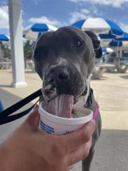 Shelter Stray Male Dog last seen Near , 2600 S Harding St, Indianapolis, IN 46221, USA