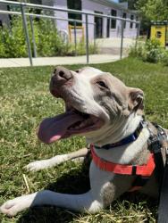 Shelter Stray Female Dog last seen Near , 2600 S Harding St, Indianapolis, IN 46221, USA