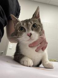 Shelter Stray Female Cat last seen Near , 2600 S Harding St, Indianapolis, IN 46221, USA