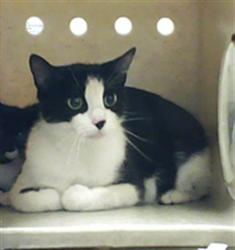 Shelter Stray Female Cat last seen Near BLOCK SANDALWOOD DR, FAYETTEVILLE NC 28304, 4704 Corporation Dr, Fayetteville, NC 28306, USA