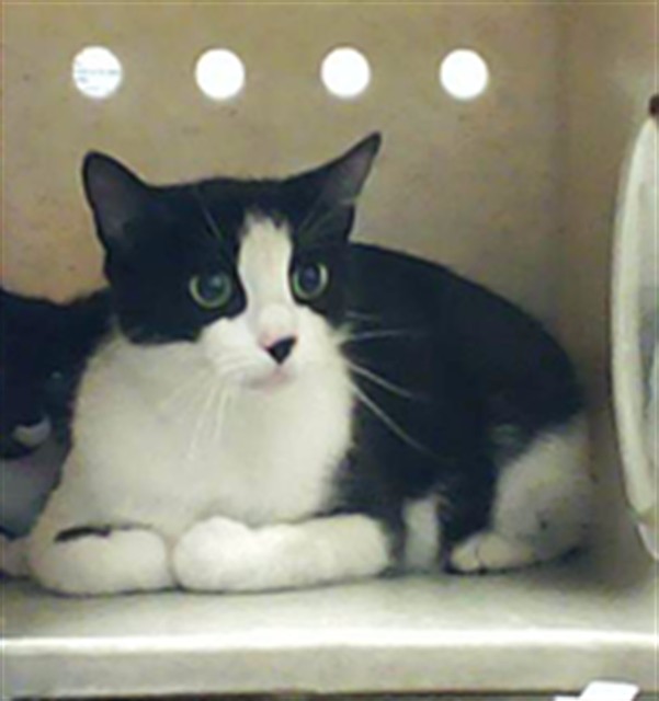 Shelter Stray Female Cat last seen Near BLOCK SANDALWOOD DR, FAYETTEVILLE NC 28304, 4704 Corporation Dr, Fayetteville, NC 28306, USA