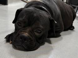 Shelter Stray Female Dog last seen , 5210 W Ave I, Lancaster, CA 93536, USA