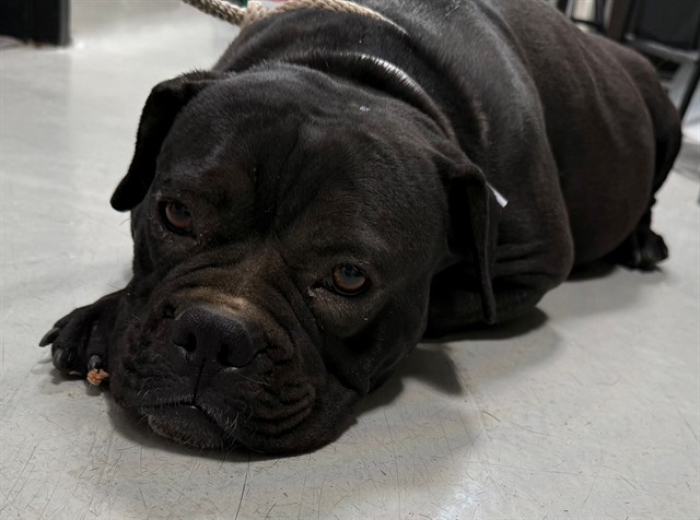 Shelter Stray Female Dog last seen , 5210 W Ave I, Lancaster, CA 93536, USA