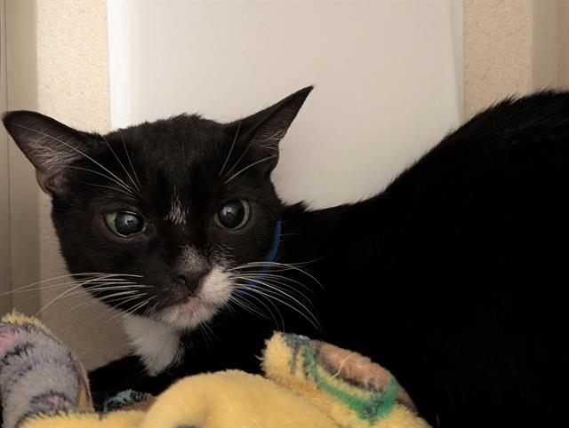 Shelter Stray Female Cat last seen Near BLOCK WELTON ST, DENVER CO 80205, 1241 W Bayaud Ave, Denver, CO 80223, USA