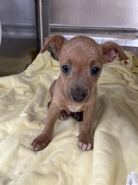 Shelter Stray Male Dog last seen EUCLID AVE AND E 22ND ST, 130 Beyer Way, Chula Vista, CA 91911, USA