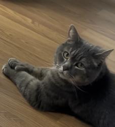 Reunited Male Cat last seen Cadillac / , Montréal, QC H1M 2L4