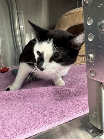 Shelter Stray Female Cat last seen Near BLOCK 17TH, 1640 9th St, Santa Monica, CA 90404, USA