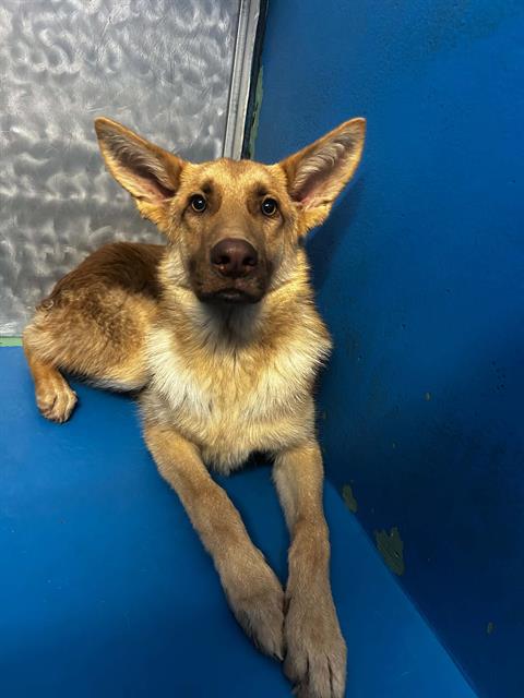 Shelter Stray Male Dog last seen Near BLK TRUXTUN AV BAKERSFIELD,CA, 201 S Mt Vernon Ave, Bakersfield, CA 93307, USA