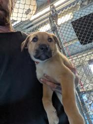 Shelter Stray Female Dog last seen Near BLOCK TH STREET BAKERSFIELD, 201 S Mt Vernon Ave, Bakersfield, CA 93307, USA