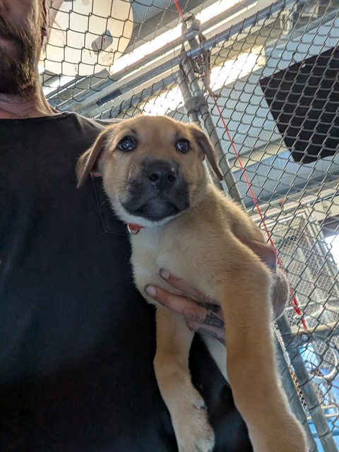 Shelter Stray Female Dog last seen Near BLOCK TH STREET BAKERSFIELD, 201 S Mt Vernon Ave, Bakersfield, CA 93307, USA