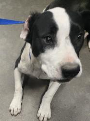 Shelter Stray Male Dog last seen 3RD STREET BAKERSFIELD, 201 S Mt Vernon Ave, Bakersfield, CA 93307, USA