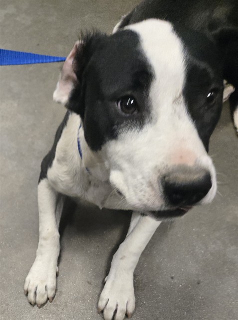 Shelter Stray Male Dog last seen 3RD STREET BAKERSFIELD, 201 S Mt Vernon Ave, Bakersfield, CA 93307, USA
