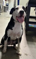Shelter Stray Male Dog last seen Near BLOCK WASHINGTON ST, BAKERSFIELD CA 93307, 3951 Fruitvale Ave, Bakersfield, CA 93308, USA