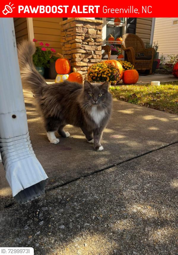 Lost Female Cat last seen Williams Rd. x inson Ave., Greenville, NC 27834