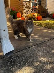 Lost Female Cat last seen Williams Rd. x inson Ave., Greenville, NC 27834