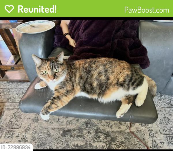 Reunited Female Cat last seen Canyon rd and Roza hill drive , Yakima, WA 98901