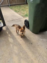 Found/Stray Female Dog last seen Division street. , Fort Worth, TX 76120