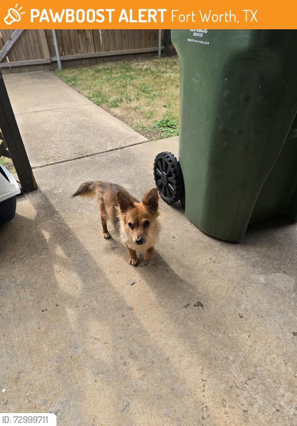 Found/Stray Female Dog last seen Division street. , Fort Worth, TX 76120