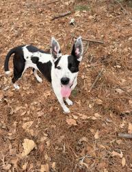 Lost Male Dog last seen Aaron Temple road, Bennettsville, SC 29512