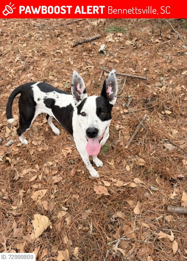 Lost Male Dog last seen Aaron Temple road, Bennettsville, SC 29512