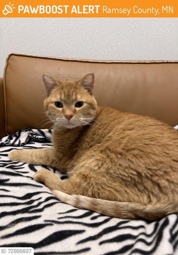 Found/Stray Male Cat last seen Ashbury st and crawford ave, Ramsey County, MN 55126